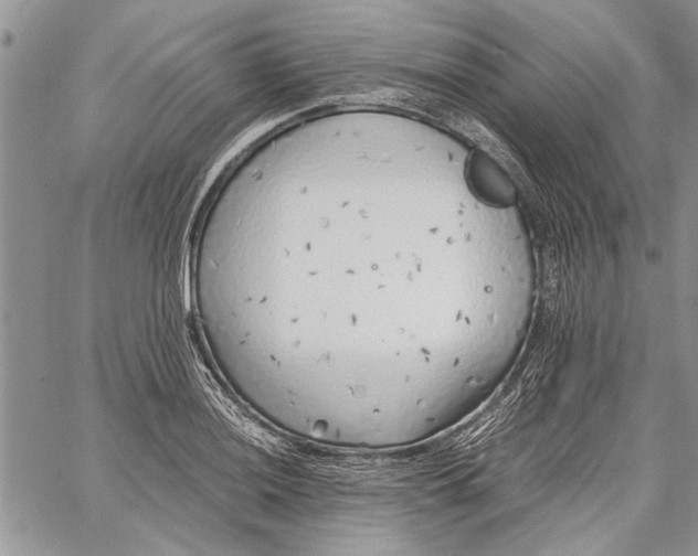 X0000062651036200601040913