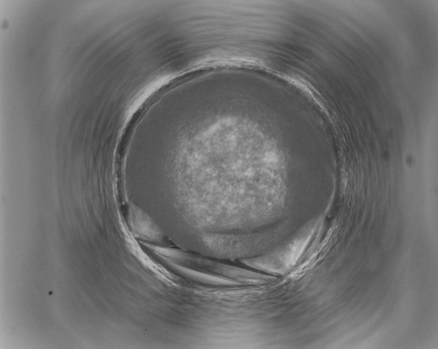 X0000062651038200601040913