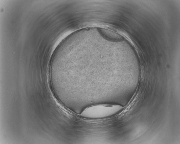 X0000062651048200601040913