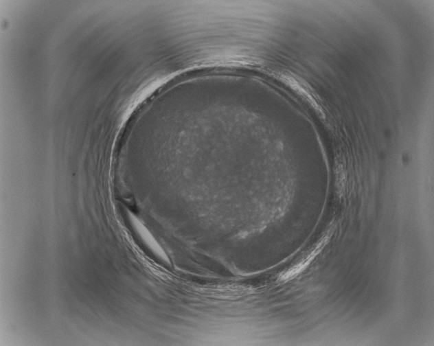 X0000062651077200601040912