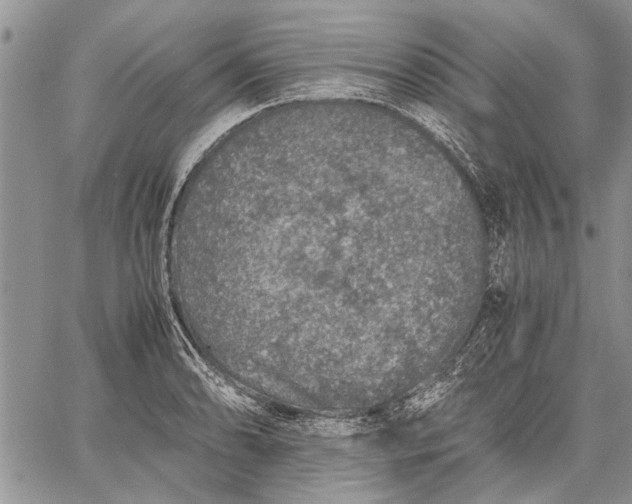 X0000062651086200601040912