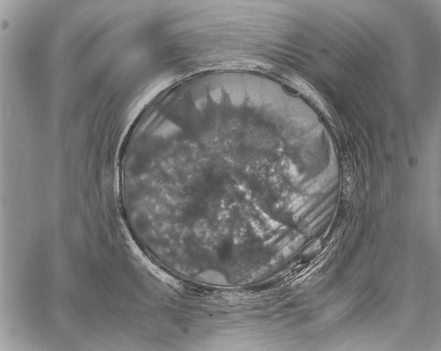 X0000062651095200601040911