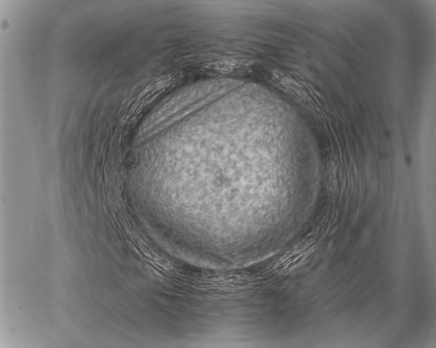 X0000062651105200601040911