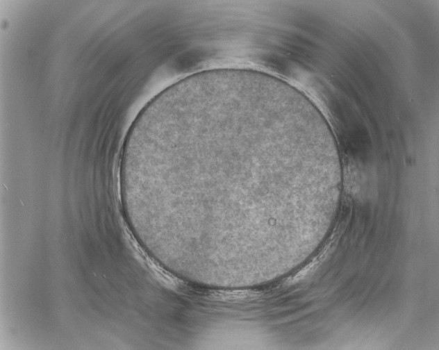 X0000062651150200601040911