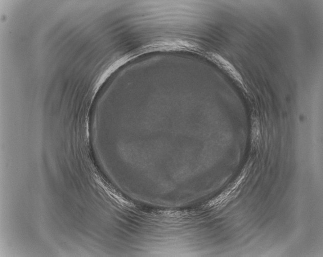 X0000062651226200601040909