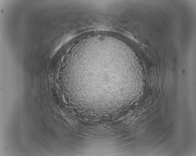 X0000062651255200601040909