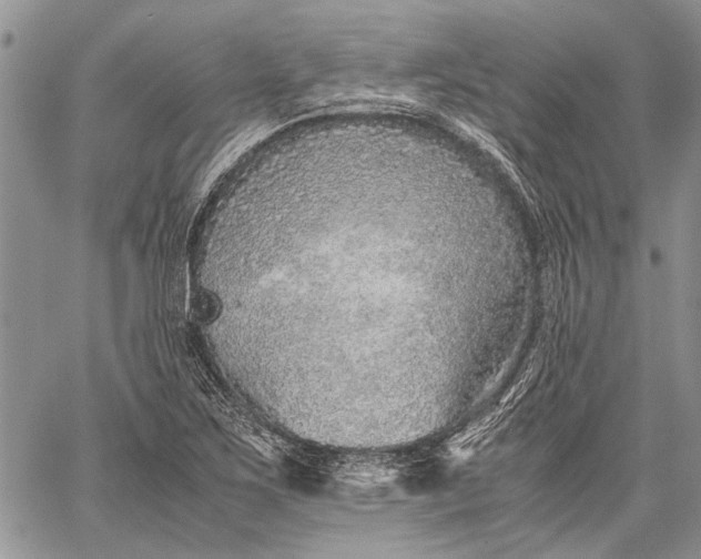 X0000062651267200601040909