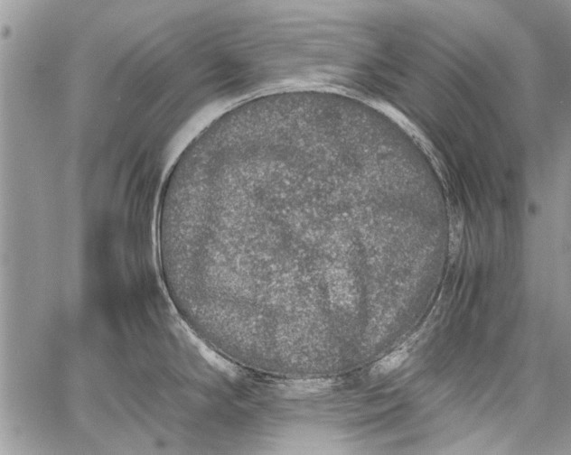 X0000062651294200601040908