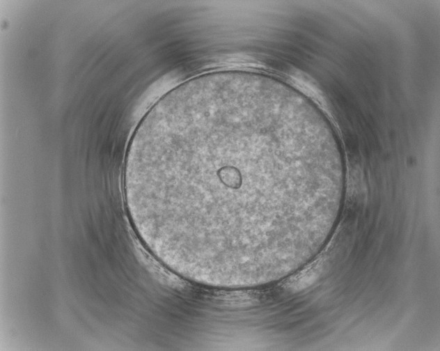 X0000062651338200601040908