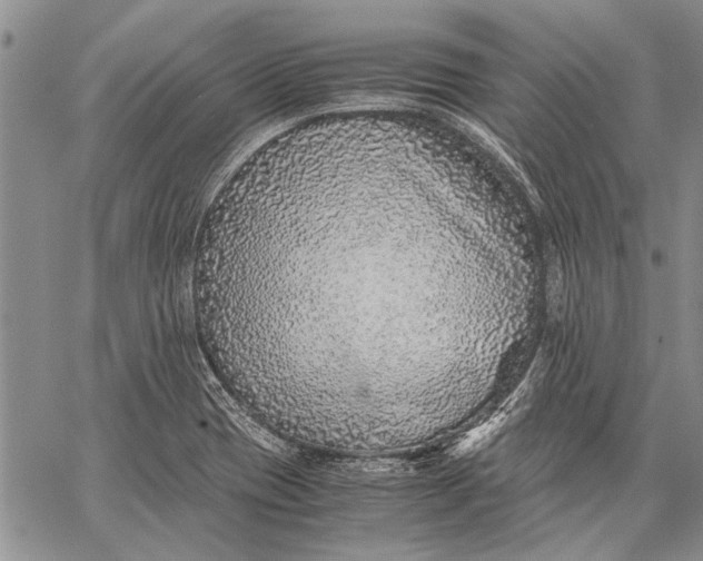 X0000062651417200601040906