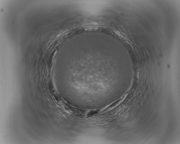 X0000062651445200601040906