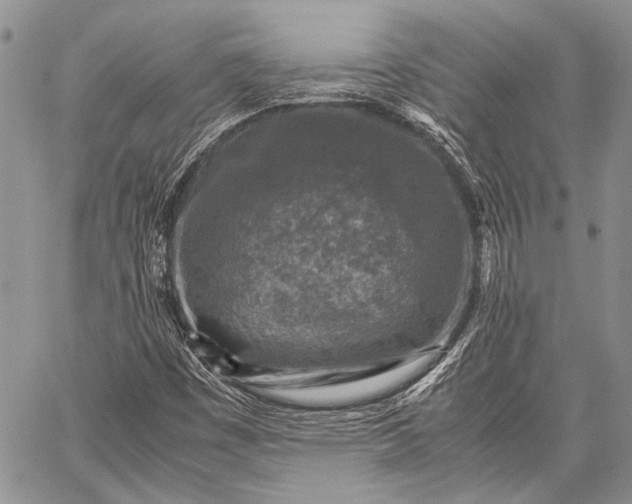 X0000062651449200601040906