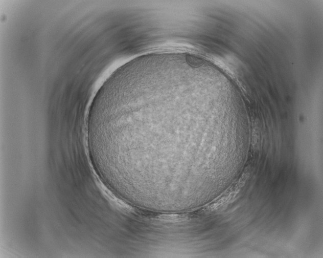 X0000062651478200601040905