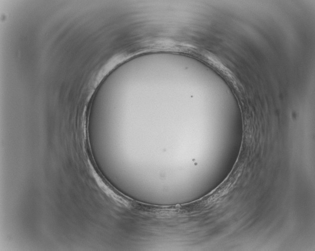 X0000062651479200601040905