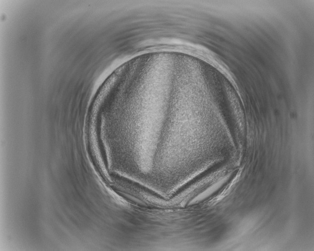 X0000062651533200601040905