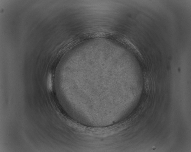 X0000062650026200601111203