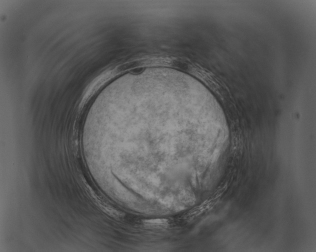 X0000062650053200601111202