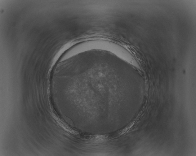 X0000062650056200601111202