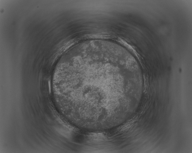 X0000062650061200601111202