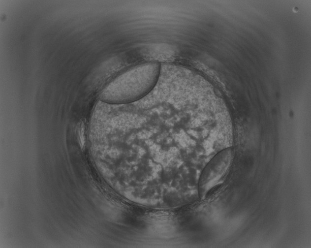 X0000062650069200601111202