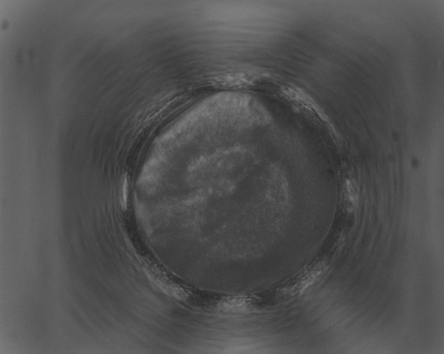 X0000062650076200601111202