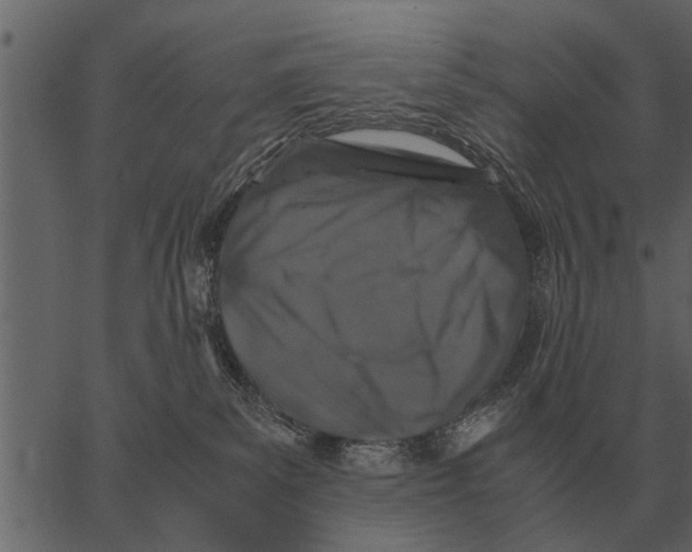 X0000062650139200601111201