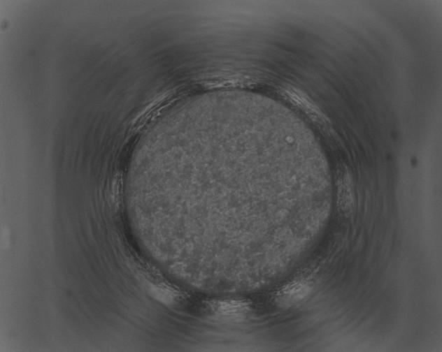 X0000062650165200601111201