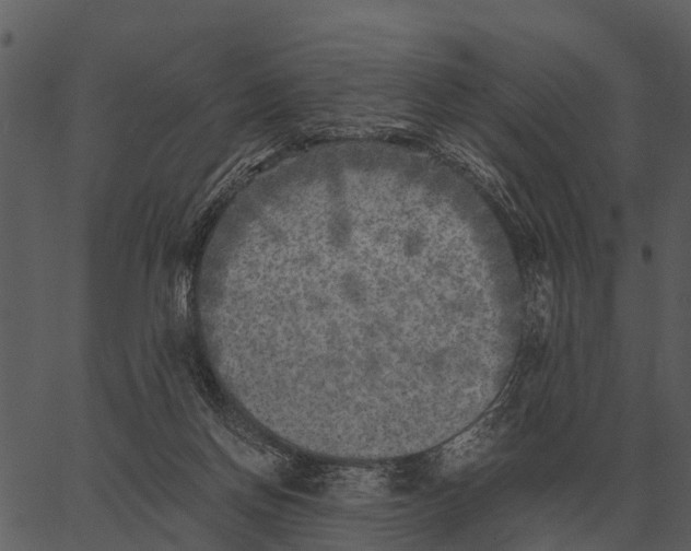 X0000062650166200601111201