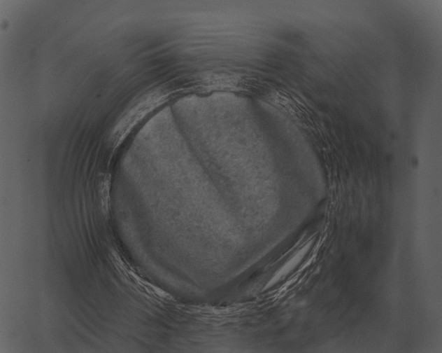 X0000062650194200601111200