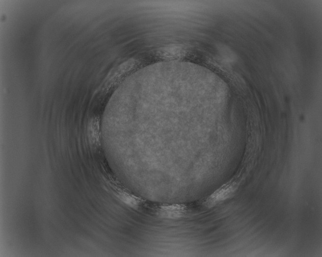 X0000062650240200601111159