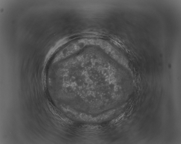 X0000062650343200601111157