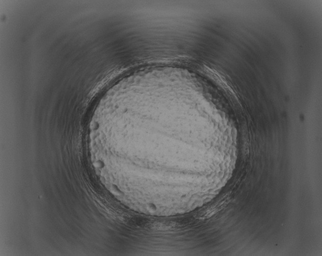 X0000062650346200601111157