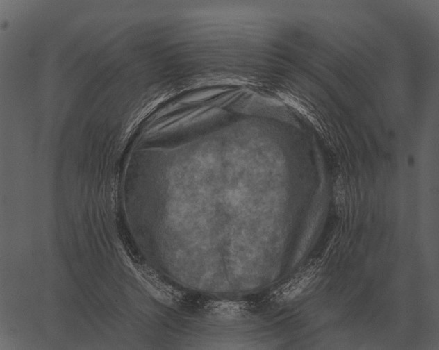 X0000062650352200601111157