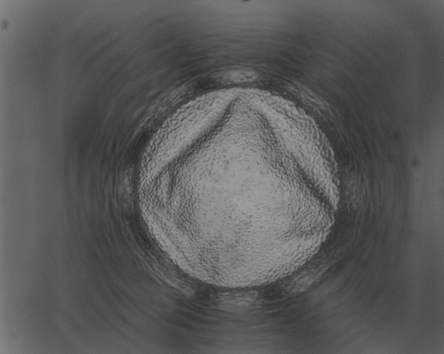 X0000062650373200601111158