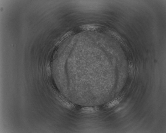 X0000062650381200601111158