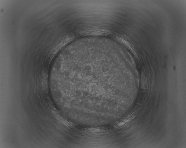 X0000062650394200601111157