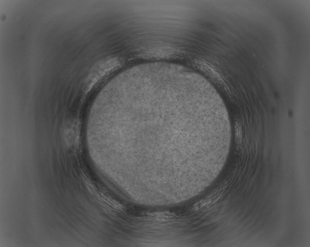 X0000062650396200601111157