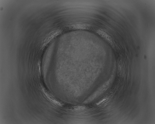 X0000062650398200601111157