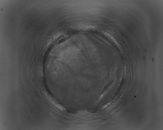 X0000062650399200601111157