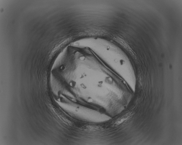 X0000062650442200601111156