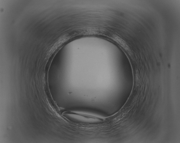 X0000062650485200601111155