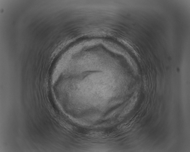 X0000062650487200601111155