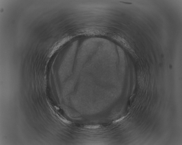 X0000062650488200601111155