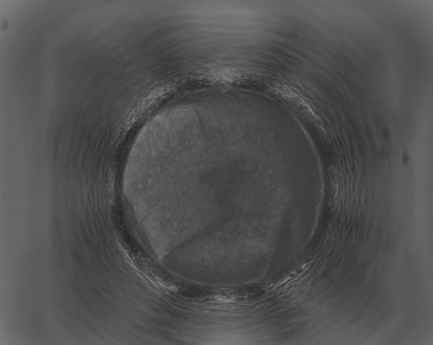 X0000062650496200601111155