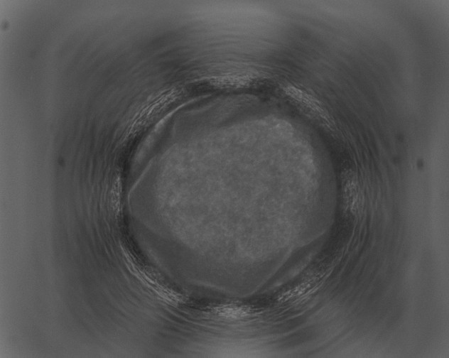 X0000062650498200601111155