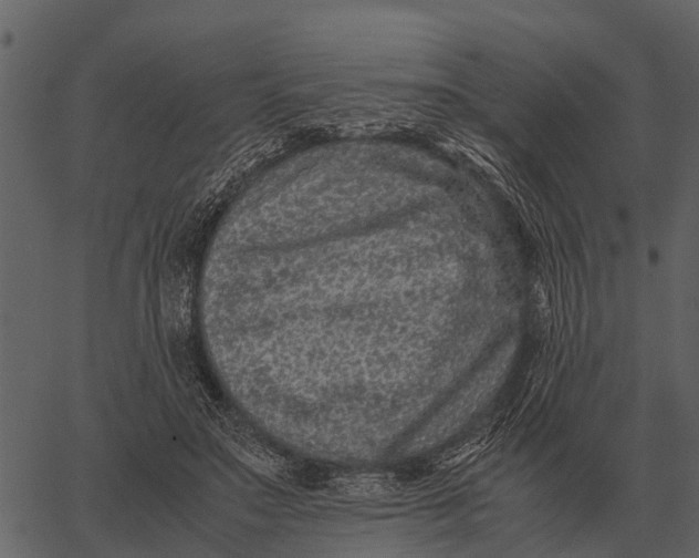 X0000062650499200601111155