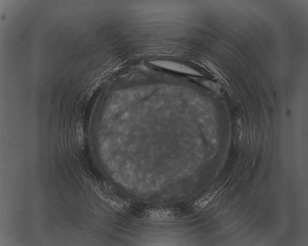 X0000062650500200601111155