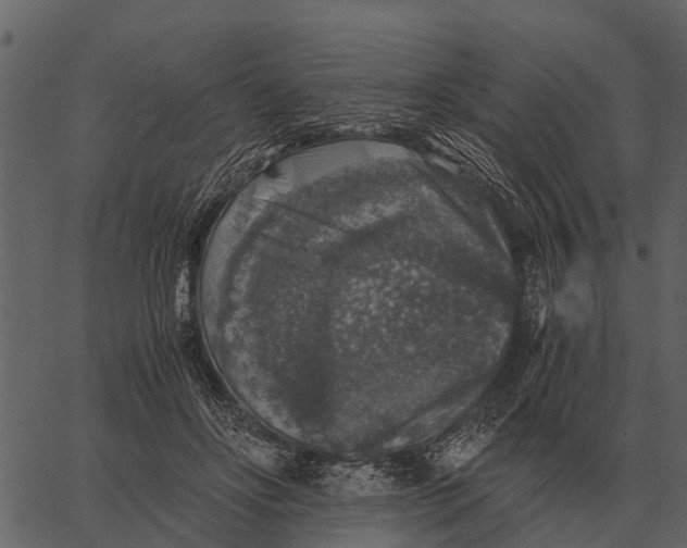 X0000062650502200601111155