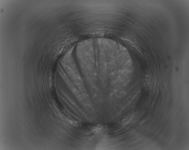 X0000062650504200601111155