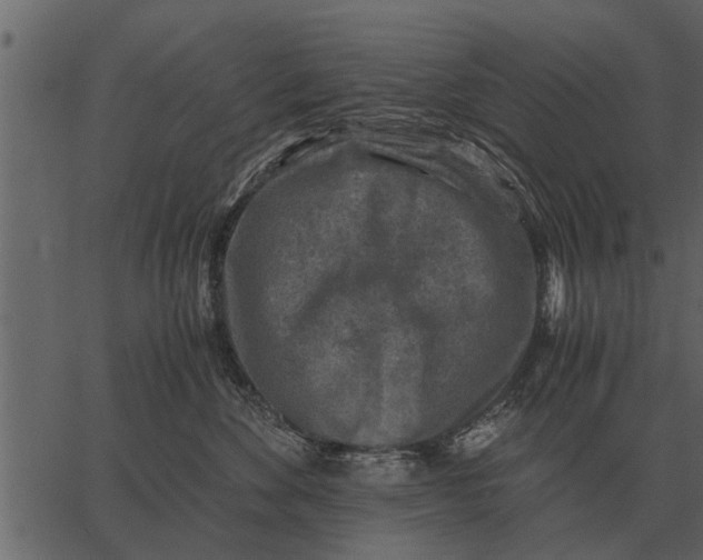 X0000062650524200601111155